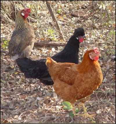 Marketing Homestead Products chickens eggs