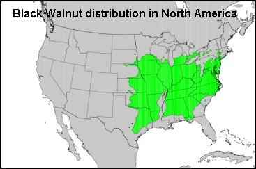 Black Walnuts distribution map