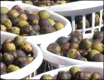 Black Walnuts