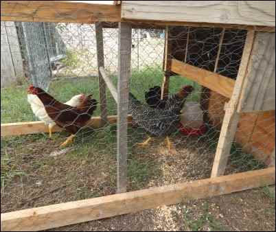 chickens in chicken tractor