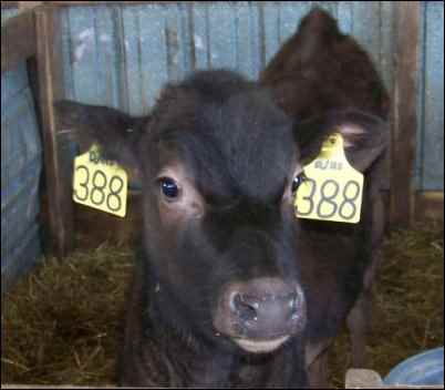 dairy calf Holstein jersey, Raising dairy beef calves for profit is a great way to earn some homesteading income