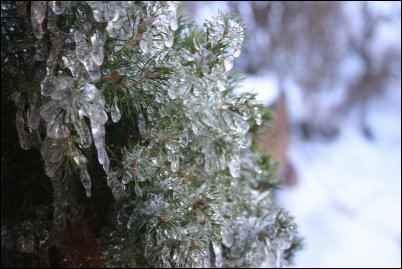 ice covered plant, Homesteader in Denial