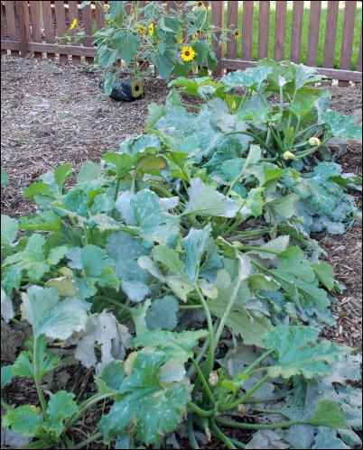 squash plants, Homesteader in Denial