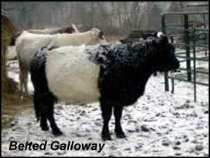 heritage breeds belted galloway