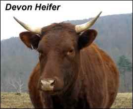 heritage breeds devon cow