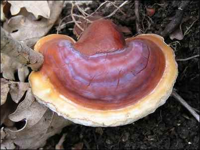 Reishi (Ganoderma lucidum)