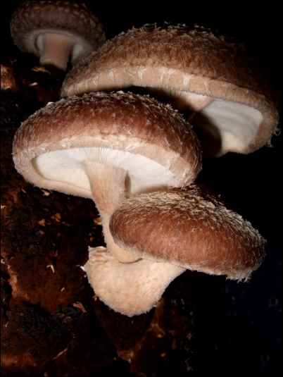 Shiitake (Lentinula edodes)