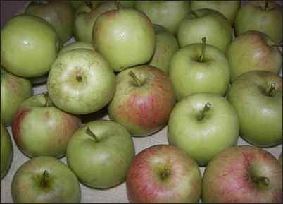 Inside a Sharecropper's Garden: Growing Food in the Inner-city