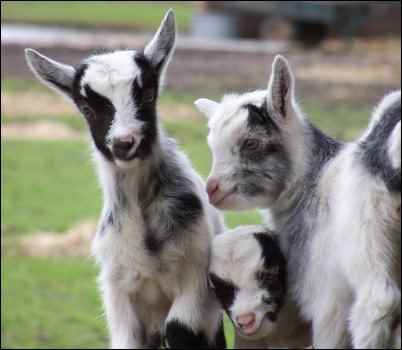 kid goat baby goat kidding