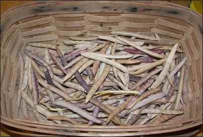 Inside a Sharecropper's Garden: Growing Food in the Inner-city