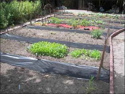 Inside a Sharecropper's Garden: Growing Food in the Inner-city