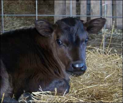 dairy holstien calf jersey calf, Raising dairy beef calves for profit is a great way to earn some homesteading income