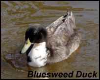 heritage breeds bluesweed duck
