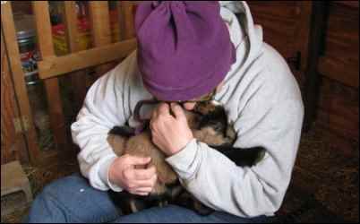 goat kidding birth baby kid