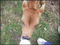 jersey calf dairy, Raising dairy beef calves for profit is a great way to earn some homesteading income