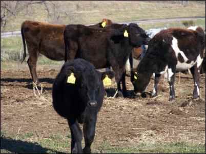 dairy cows calf holstein jersey, Raising dairy beef calves for profit is a great way to earn some homesteading income