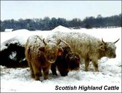 heritage breeds scottish highland cattle