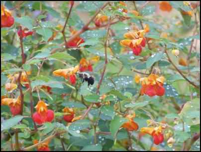 jewelweed, naturalized lawn
