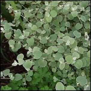 licorice, medicinal herbs, homesteading