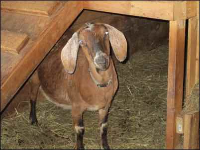 goat kidding birth kid