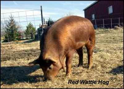 heritage breeds red wattle hog