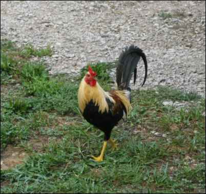 rooster bad boys animals