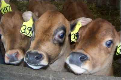 jersey calf dairy calves, Raising dairy beef calves for profit is a great way to earn some homesteading income