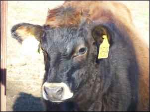 jersey bull dairy cow, Raising dairy beef calves for profit is a great way to earn some homesteading income