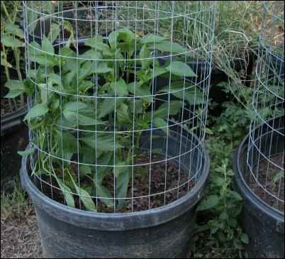 container gardening, homesteading