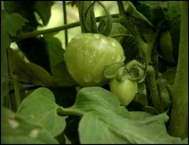 green tomato, homesteading