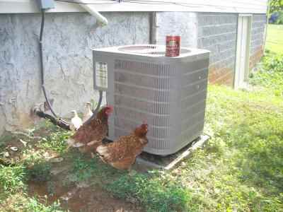 Challenges of Urban Homesteading