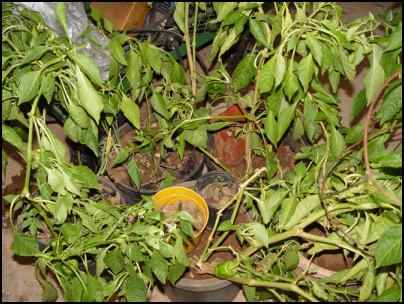 Growing Tomatoes and Peppers in Winter