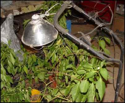 Growing Tomatoes and Peppers in Winter