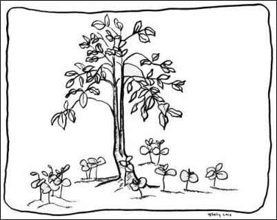 Trials of a New Homesteader