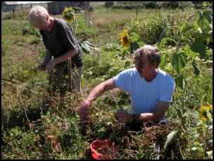 Homestead.org in the Former Soviet Union, homesteading in Russia